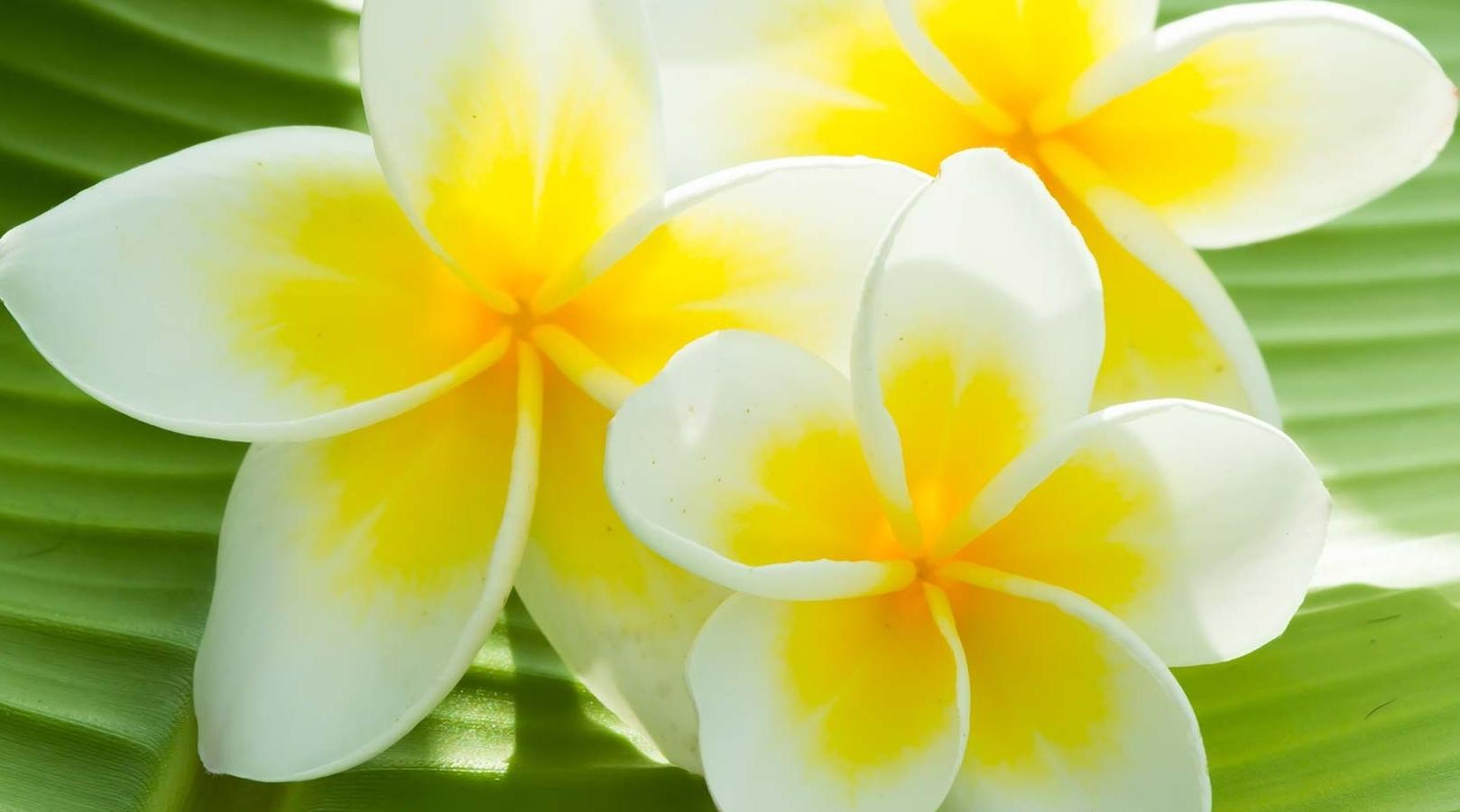 fleur de tiaré jaune